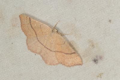 Ephyre trilignée (L') Cyclophora linearia (Hübner, 1799)