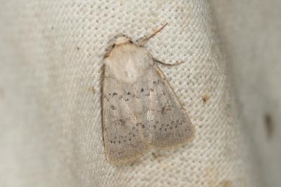 Noctuelle arrosée (La) Hoplodrina respersa (Denis & Schiffermüller, 1775)
