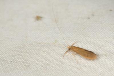  Oecetis testacea (Curtis, 1834)