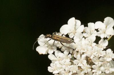  Oedemera Olivier, 1789