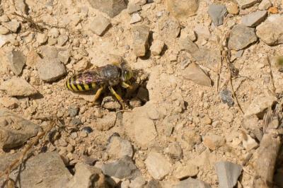  Bembix tarsata Latreille, 1809