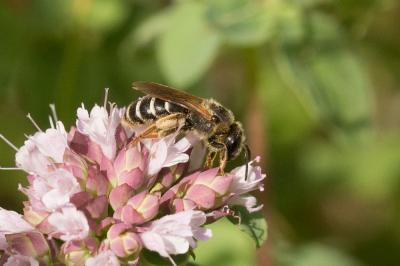 Andrena Fabricius, 1775