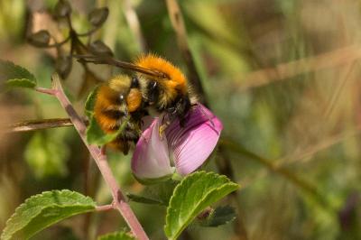 Bourdon des champs Bombus pascuorum (Scopoli, 1763)