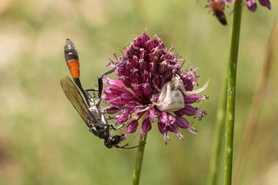  Ammophila sabulosa (Linnaeus, 1758)
