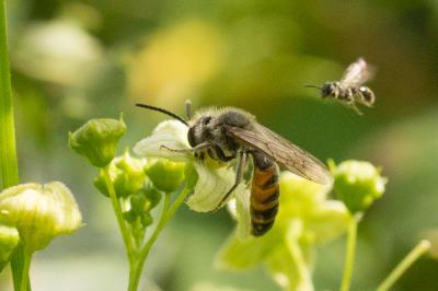  Andrena florea Fabricius, 1793