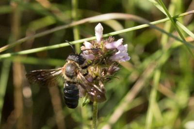  Megachile sculpturalis Smith, 1853