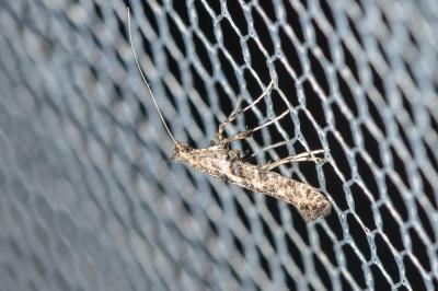  Caloptilia cuculipennella (Hübner, 1796)