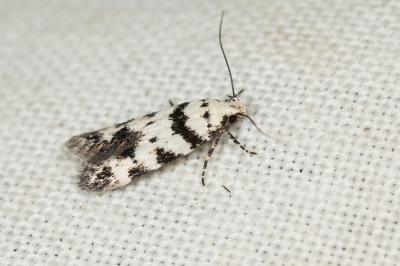  Pseudotelphusa scalella (Scopoli, 1763)