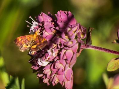  Pyrausta aurata (Scopoli, 1763)