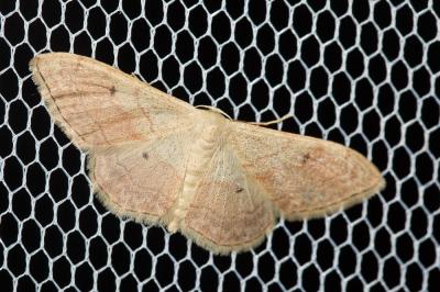 Acidalie ombrée (L') Idaea rubraria (Staudinger, 1901)