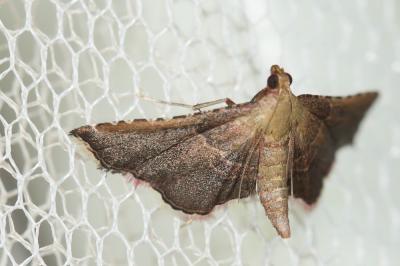  Endotricha flammealis (Denis & Schiffermüller, 1775)