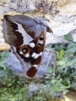 Grand mars changeant (Le), Grand Mars (Le), Chatoy Apatura iris (Linnaeus, 1758)