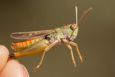 Sténobothre cigalin, Criquet de Fischer  Stenobothrus fischeri (Eversmann, 1848)