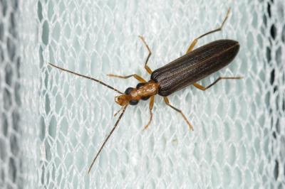  Nacerdes carniolica (Gistel, 1834)