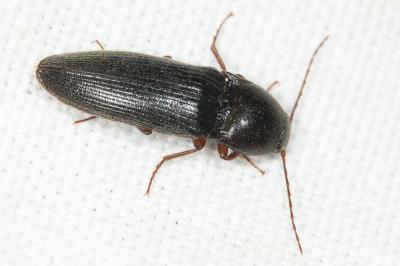 Taupin brun velouté Melanotus villosus (Geoffroy in Fourcroy, 1785)