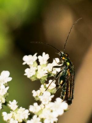 Oedemère verte Oedemera virescens (Linnaeus, 1767)