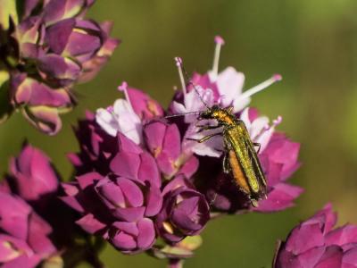 Oedemère verte Oedemera virescens (Linnaeus, 1767)