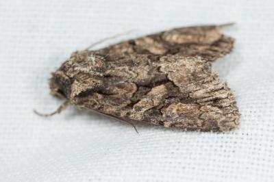 Jaspe brun (Le) Dryobotodes tenebrosa (Esper, 1789)