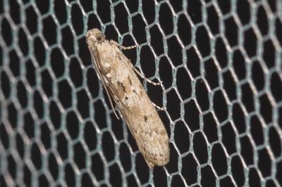  Ancylosis oblitella (Zeller, 1848)