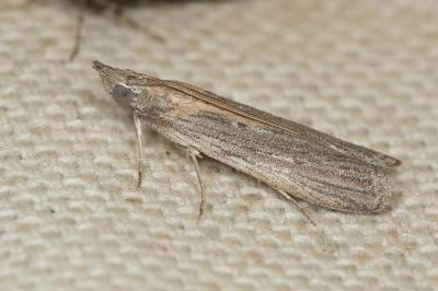  Epischnia illotella Zeller, 1839