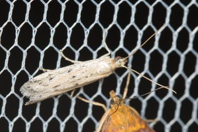  Homoeosoma nimbella (Duponchel, 1837)
