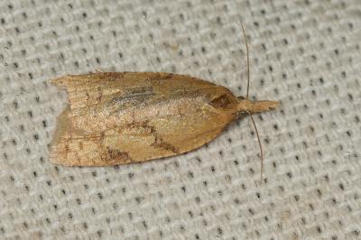  Sparganothis pilleriana (Denis & Schiffermüller, 1775)