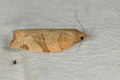  Pandemis cerasana (Hübner, 1786)