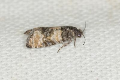  Piniphila bifasciana (Haworth, 1811)