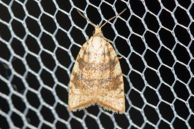  Aleimma loeflingiana (Linnaeus, 1758)