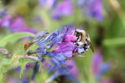 Anthophore cuissarde Anthophora femorata (Olivier, 1789)