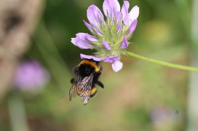 Bourdon terrestre (Le) Bombus terrestris (Linnaeus, 1758)