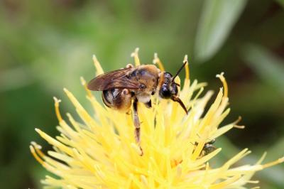 Eucère taurique Eucera taurica Morawitz, 1871