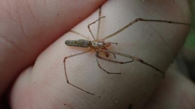  Tetragnatha montana Simon, 1874