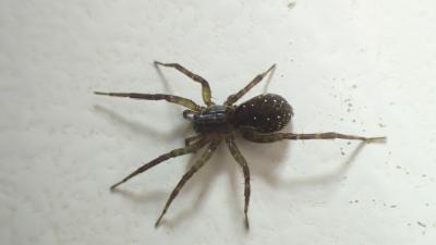  Piratula latitans (Blackwall, 1841)