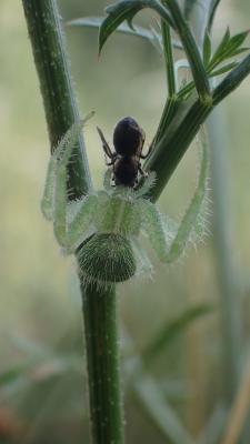  Heriaeus hirtus (Latreille, 1819)