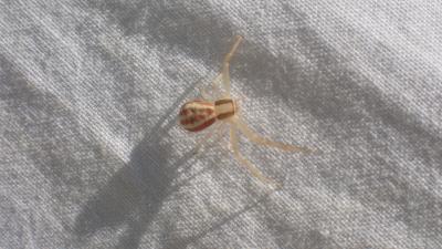 Thomise rayé Runcinia grammica (C.L. Koch, 1837)