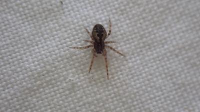  Lathys humilis (Blackwall, 1855)