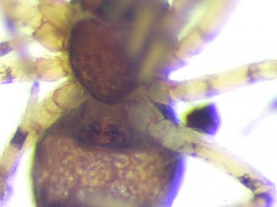  Lathys humilis (Blackwall, 1855)
