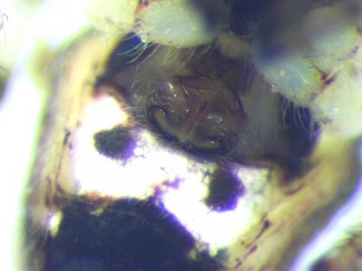  Cyclosa algerica Simon, 1885