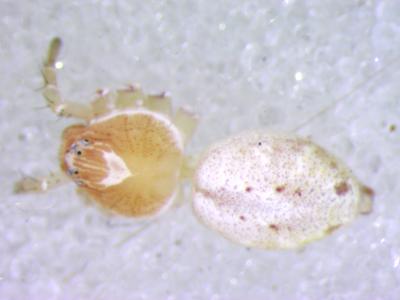  Philodromus longipalpis Simon, 1870