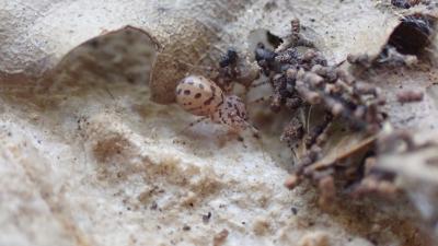 Araignée cracheuse Scytodes thoracica (Latreille, 1802)