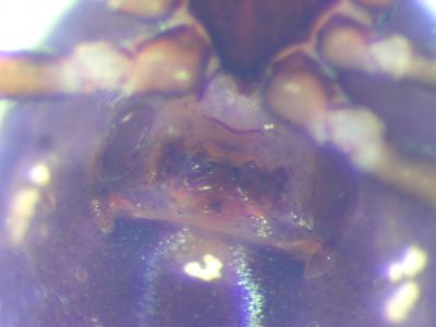  Crustulina scabripes Simon, 1881