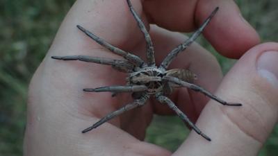 Lycose tarentuline Hogna radiata (Latreille, 1817)