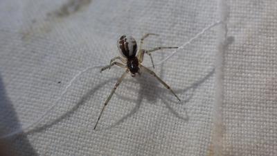  Frontinellina frutetorum (C.L. Koch, 1834)
