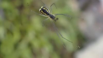  Neriene radiata (Walckenaer, 1841)