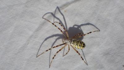 Épeire frelon Argiope bruennichi (Scopoli, 1772)