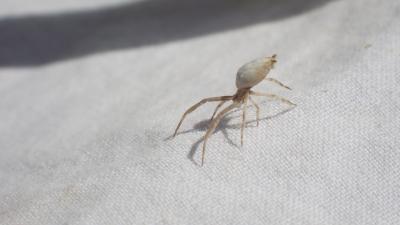Ulobore de Walckenaer Uloborus walckenaerius Latreille, 1806