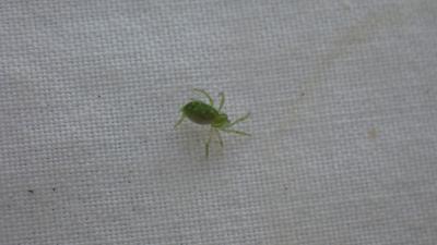  Nigma walckenaeri (Roewer, 1951)