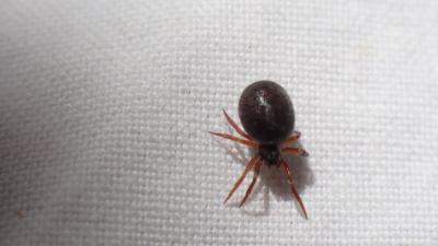  Lasaeola convexa (Blackwall, 1870)