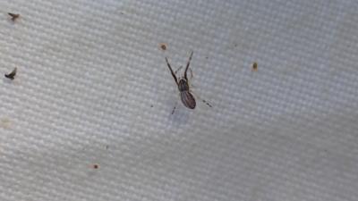  Uloborus plumipes Lucas, 1846